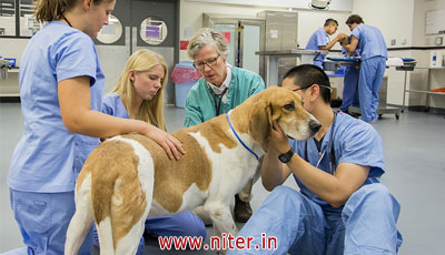 Veterinary Courses